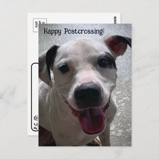 Posttransingsmajoor de Pit Bull-Briefkaart Briefkaart (Voorkant / Achterkant)