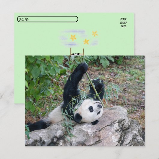 Posttransversale foto van een Giant Panda Briefkaart (Voorkant / Achterkant)