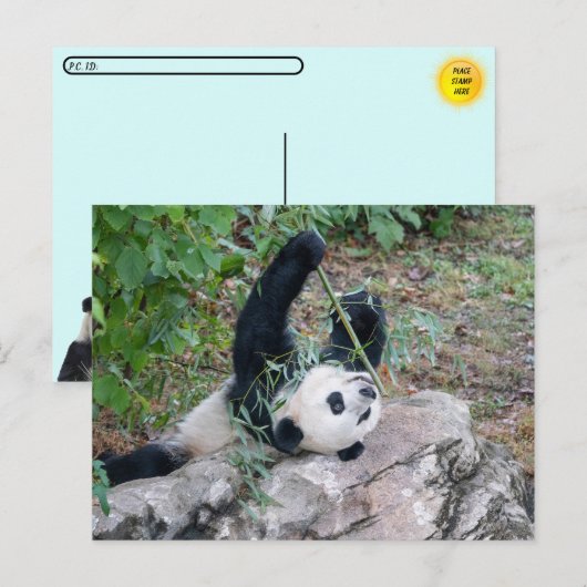 Posttransversale foto van een Giant Panda Briefkaart (Voorkant / Achterkant)