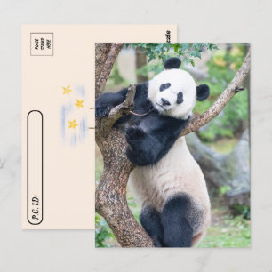Posttransversale foto van een Giant Panda Briefkaart