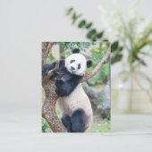Posttransversale foto van een Giant Panda Briefkaart (Staand voorkant)