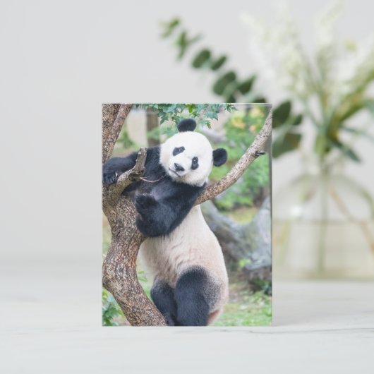 Posttransversale foto van een Giant Panda Briefkaart (Staand voorkant)