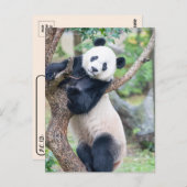 Posttransversale foto van een Giant Panda Briefkaart (Voorkant / Achterkant)