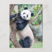 Posttransversale foto van een Giant Panda Briefkaart (Voorkant)
