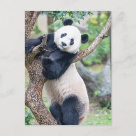 Posttransversale foto van een Giant Panda Briefkaart