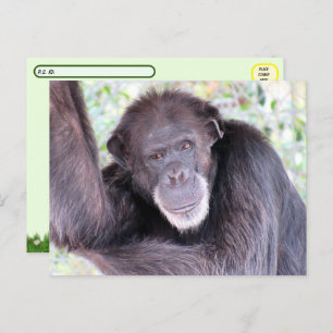Posttransversale Pic van Chimpansee Briefkaart