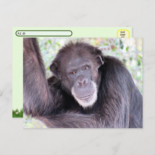 Posttransversale Pic van Chimpansee Briefkaart (Voorkant / Achterkant)