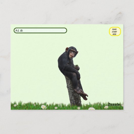 Posttransversale Pic van Chimpansee Briefkaart (Achterkant)