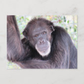 Posttransversale Pic van Chimpansee Briefkaart (Voorkant)