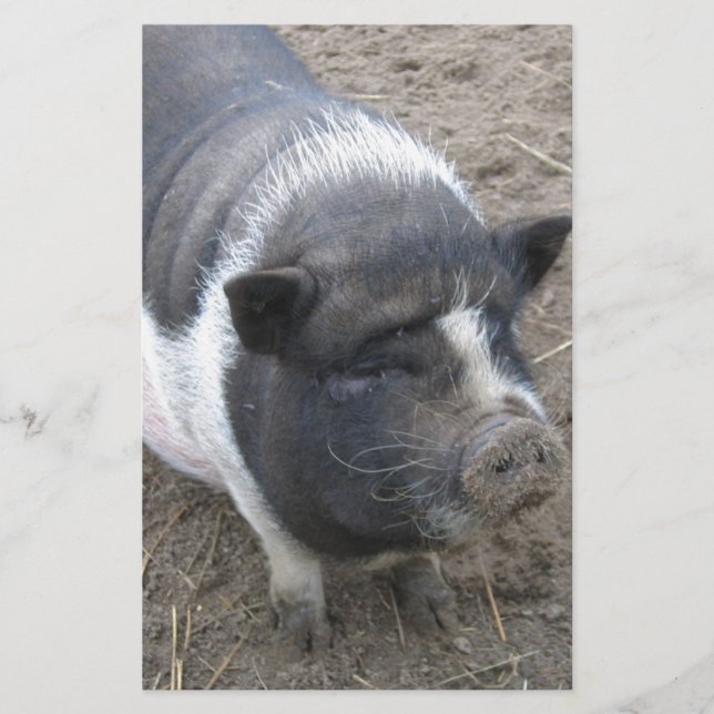 Pot Bellied Pig (Voorkant)