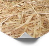 Pot Bellied Pigs Huge Poster Print (Hoek)