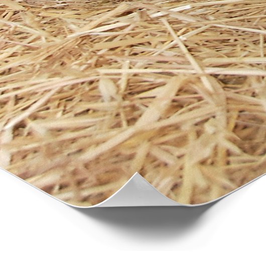 Pot Bellied Pigs Huge Poster Print (Hoek)