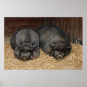 Pot Bellied Pigs Huge Poster Print (Voorkant)