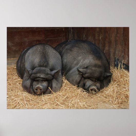 Pot Bellied Pigs Huge Poster Print (Voorkant)