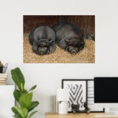 Pot Bellied Pigs Huge Poster Print (Thuiskantoor)