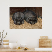 Pot Bellied Pigs Huge Poster Print (Keuken)