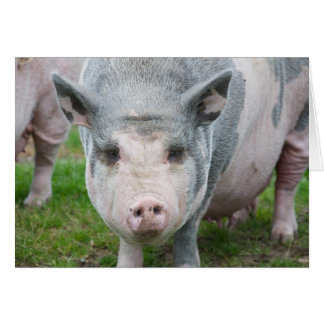 Pot Belly Pig, Norfolk Verenigd Koninkrijk