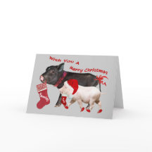 Pot Belly Pig Vrolijk Kerstfeest