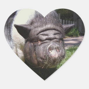 Pot buikvarken Sticker