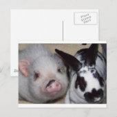 Potbelly Pig en Friend Briefkaart (Voorkant / Achterkant)