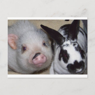 Potbelly Pig en Friend Briefkaart