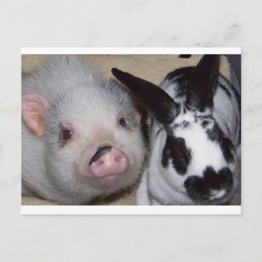 Potbelly Pig en Friend Briefkaart (Voorkant)