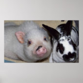 Potbelly Pig en Friend Poster (Voorkant)