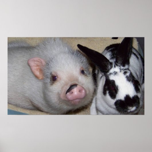 Potbelly Pig en Friend Poster (Voorkant)