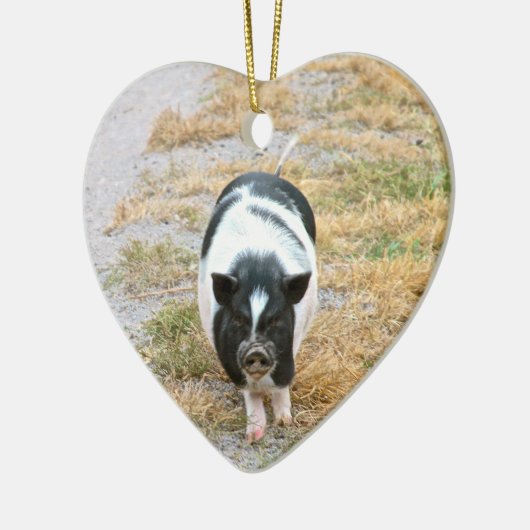 Potbelly Pig | Foto van Cute Boerderij Animal Keramisch Ornament (Links)