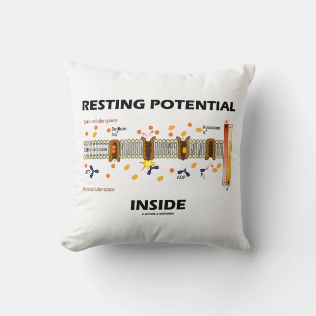Potentieel voor tests binnenin (natriumkaliumpomp) kussen (Voorkant)