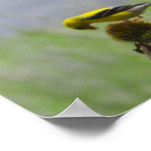 Potentiële lunch - Kat en vogel Poster (Hoek)