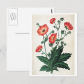 "Potentilla Hopwoodiana"  Floral Briefkaart (Voorkant / Achterkant)