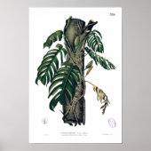 POTHOS? PINATA Botanisch Tropisch Poster van leder (Voorkant)