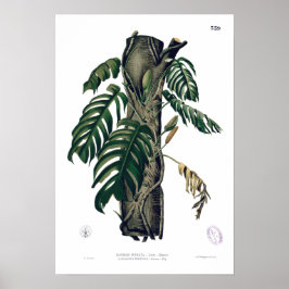 POTHOS? PINATA Botanisch Tropisch Poster van leder