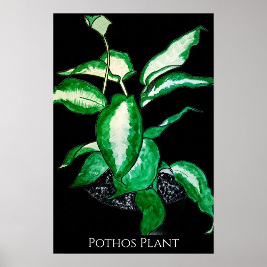 Pothos Plant  Poster (Voorkant)