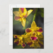 Potinara Burana Beauty Orchid Briefkaart (Voorkant / Achterkant)