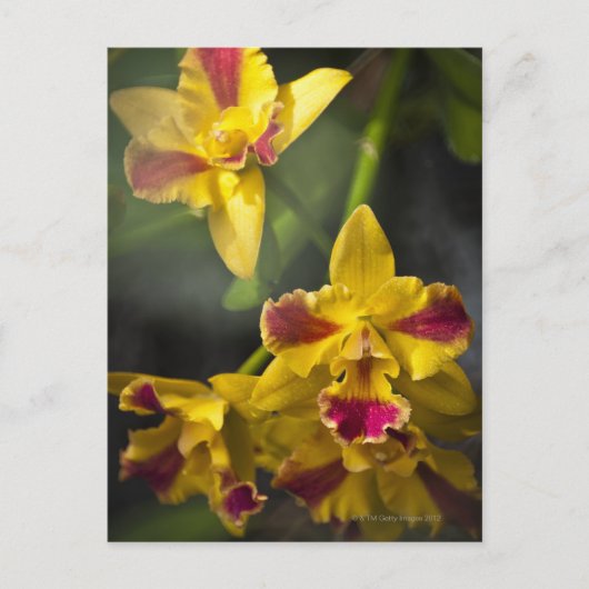 Potinara Burana Beauty Orchid Briefkaart (Voorkant)