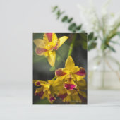 Potinara Burana Beauty Orchid Briefkaart (Staand voorkant)