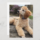 Potje dank je kaart (Voorkant / Achterkant)