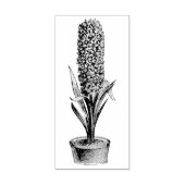  Potlood Hyacinth Rubber Art Stempel (Afrduk)