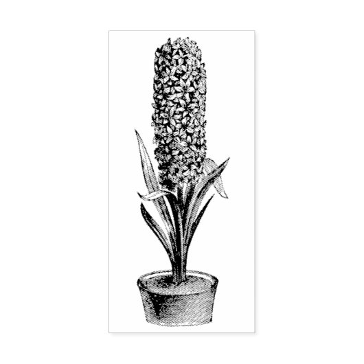  Potlood Hyacinth Rubber Art Stempel (Afrduk)
