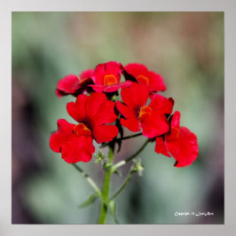 Potlood - rood poster