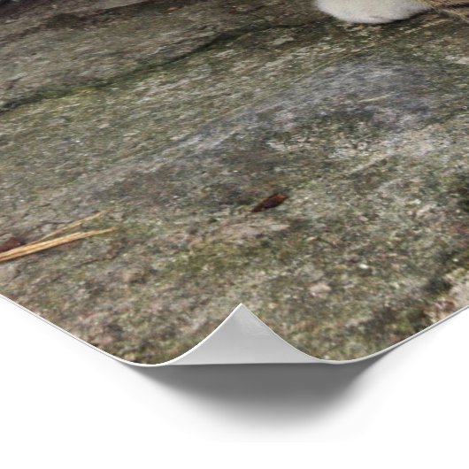 Potlood Vs Camera - 4 Eyes Cat Poster (Hoek)