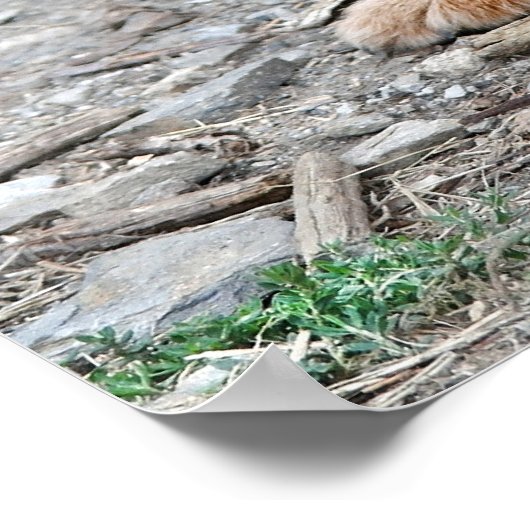 Potlood Vs Camera - Dog en Cat Poster (Hoek)