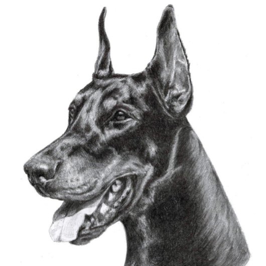 Potloodtekening van Dobermann Briefkaart