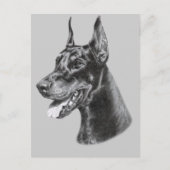 Potloodtekening van Dobermann Briefkaart (Voorkant)