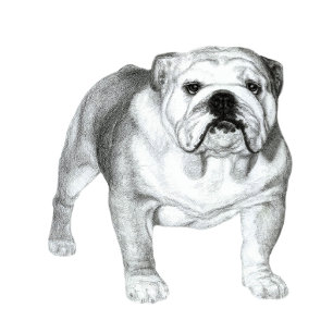 Potloodtekening van Engelse Bulldog T-shirt