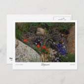 Potpourri-afdrukken Briefkaart (Voorkant / Achterkant)