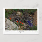 Potpourri-afdrukken Briefkaart (Voorkant)