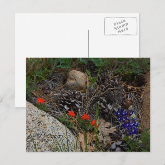 Potpourri Briefkaart (Voorkant / Achterkant)